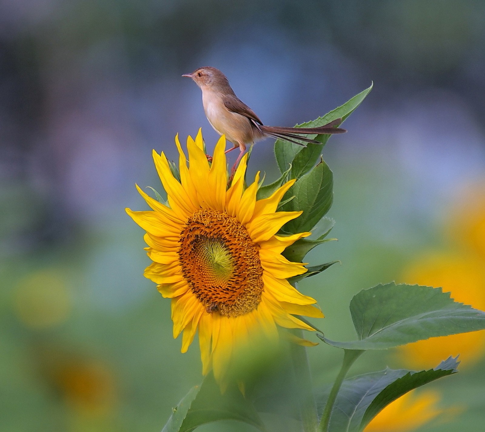 Un oiseau assis sur un tournesol dans un champ (nature, moineau, tournesol)