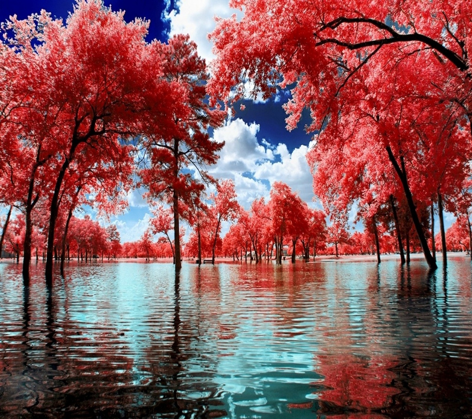 Trees in a red forest are reflected in the water (nature, pink)