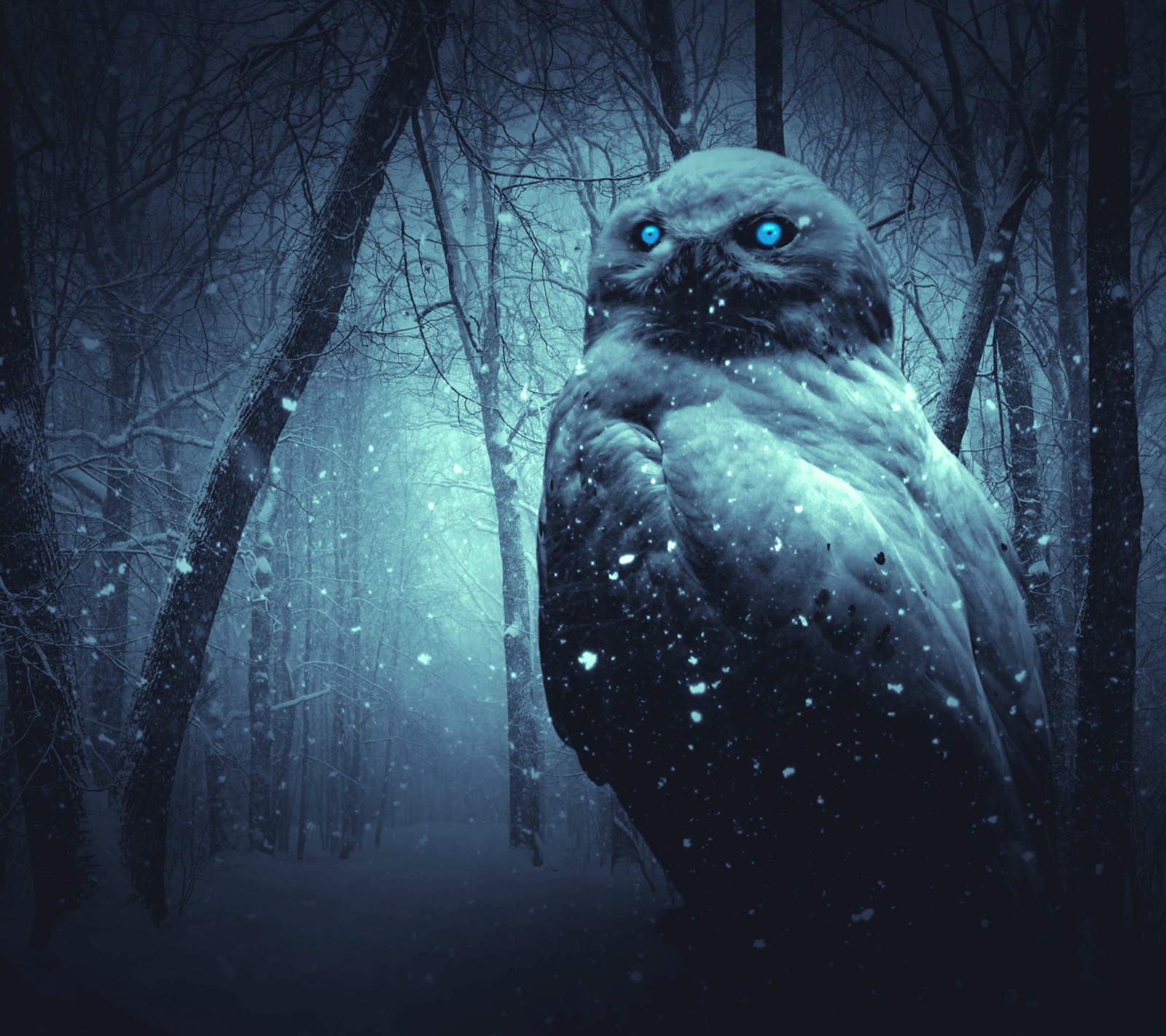 Arafed owl sitting in the snow in a dark forest (bird, dark, owl, winter)