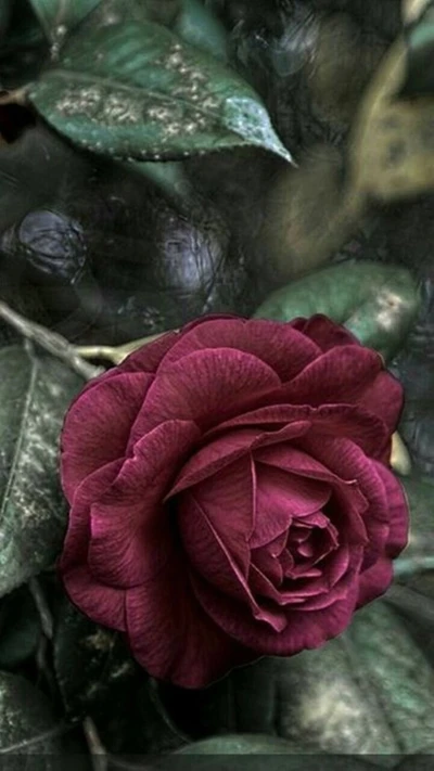 naturaleza, rosa roja