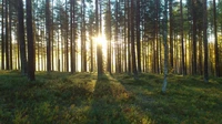 boisé, épicéa, bosquet, forêt, forêt tempérée de conifères