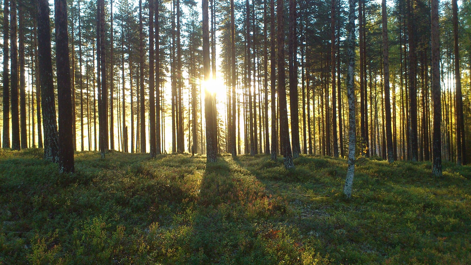 Il y a une vue du soleil brillant à travers les arbres dans une forêt (boisé, épicéa, bosquet, forêt, forêt tempérée de conifères)