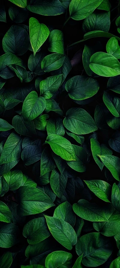 Lush Green Groundcover with Vibrant Leaves