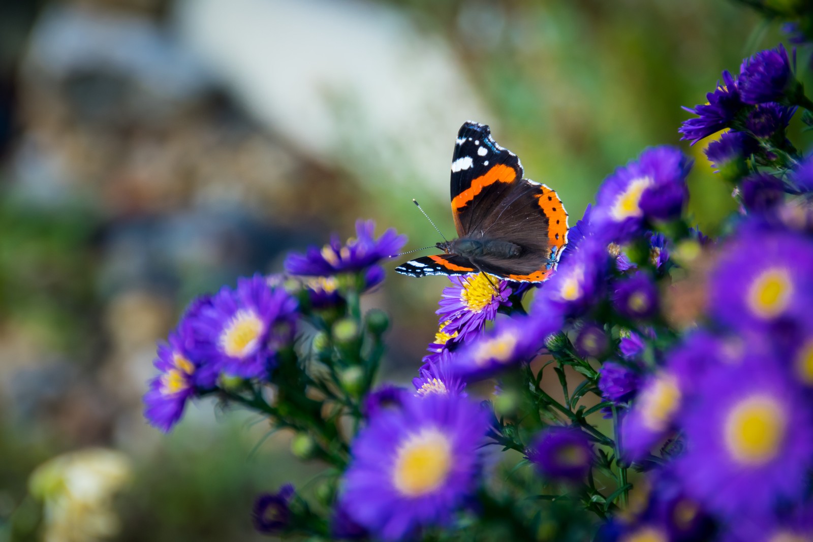 Il y a un papillon qui se pose sur une fleur violette (insecte, fleur, papillon, papillons de nuit et papillons, pollinisateur)