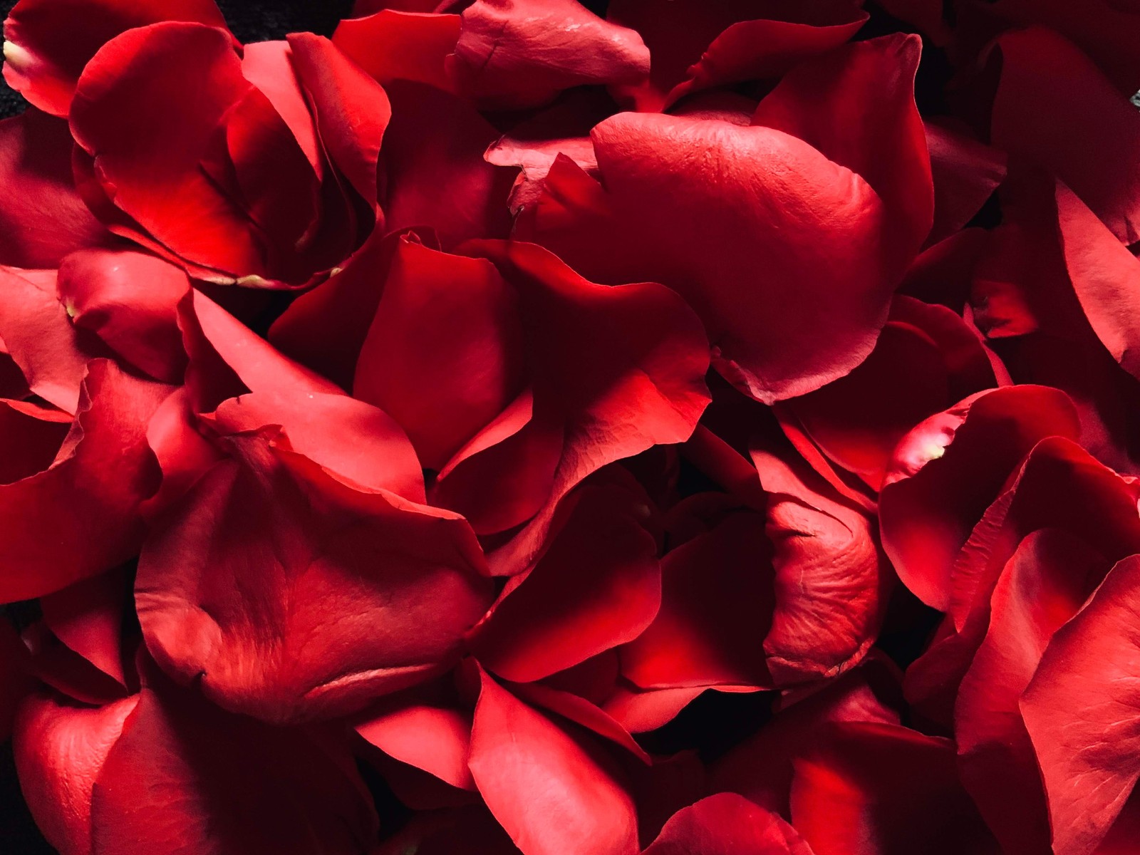 Eine nahaufnahme einer menge roter rosenblüten auf einem tisch (rote rose, rosenzweige, blumig, roter hintergrund, blumen)