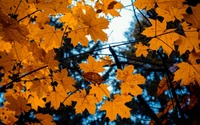 Hojas de arce amarillas vibrantes contra un cielo azul de otoño