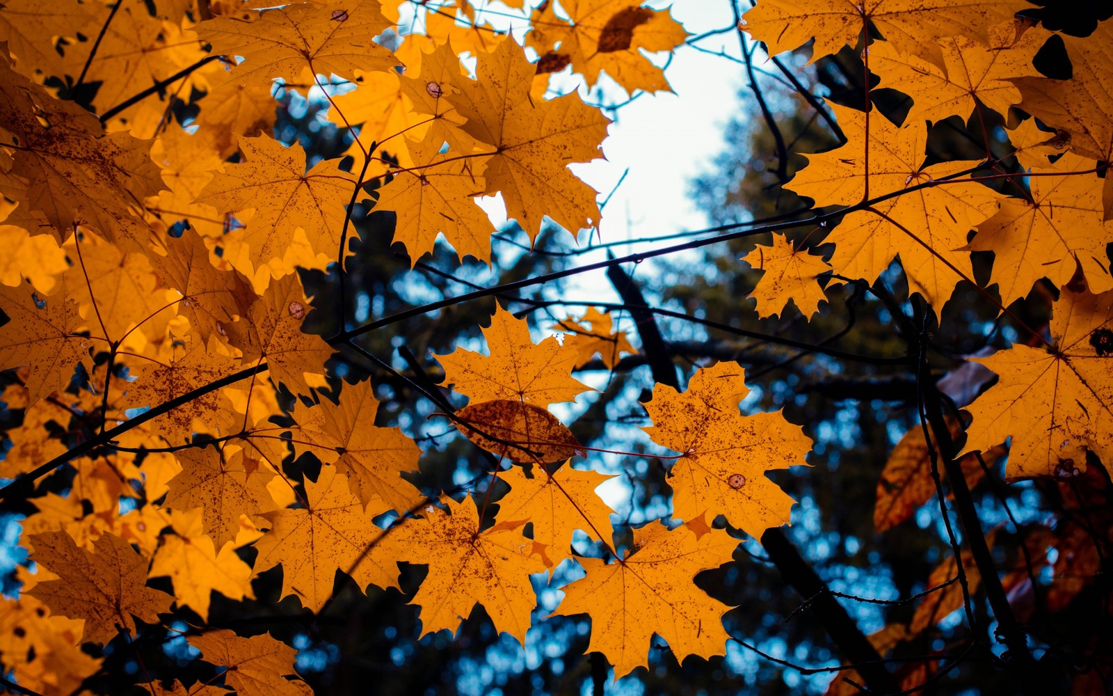 autumn, tree, leaf, nature, maple leaf wallpaper