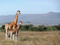 Eine Muttergiraffe und ihr Kalb grasen zusammen in einer ruhigen Graslandschaft.