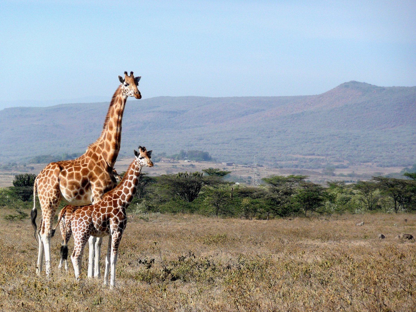 giraffe, terrestrial animal, wildlife, giraffidae, grassland wallpaper