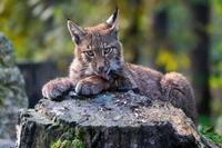 Eurasian lynx resting on a moss-covered log in a serene forest setting.