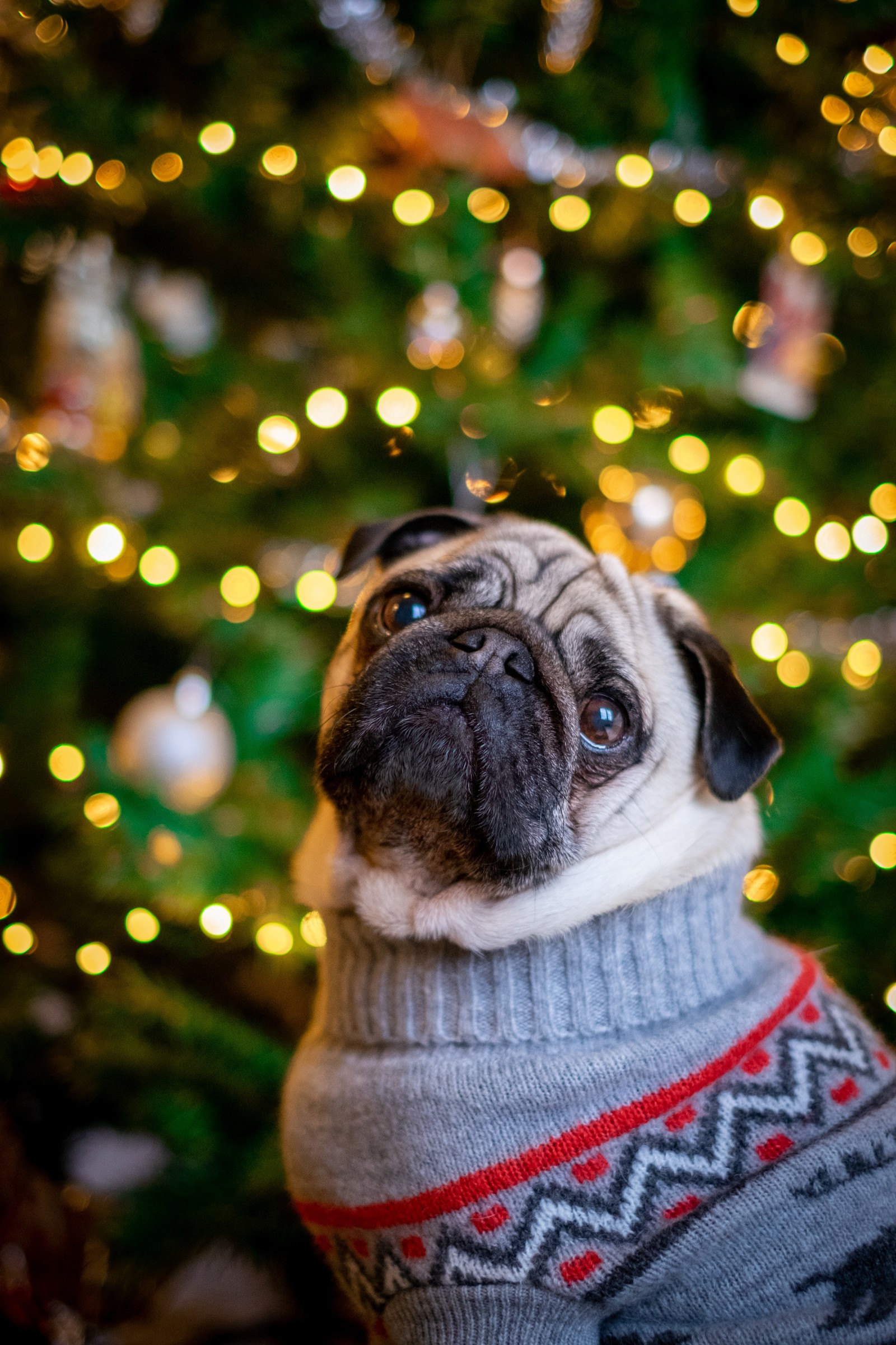 Girafa vestindo um suéter na frente de uma árvore de natal (pug, cachorro, canidae, raça de cachorro, árvore de natal)