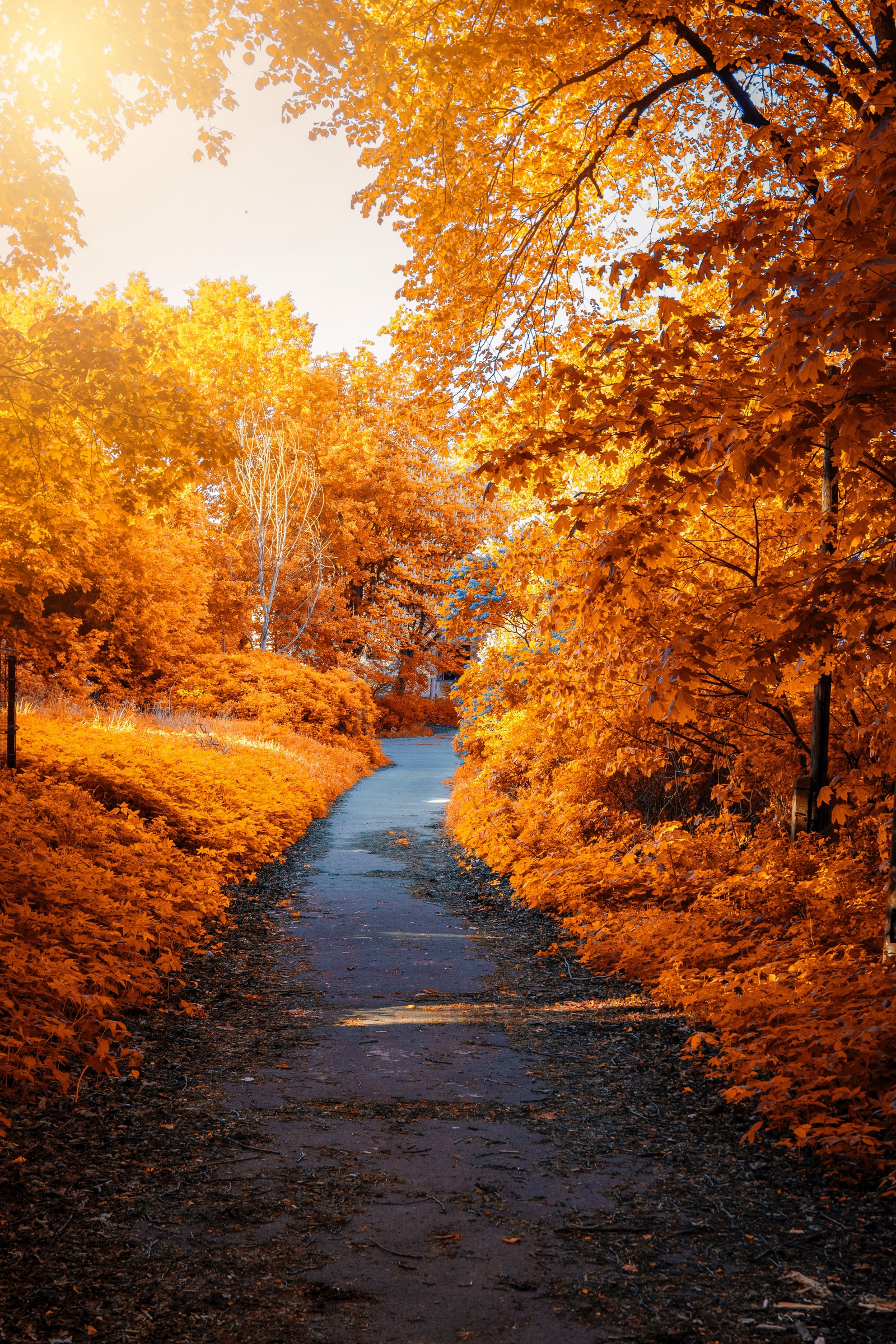 Il y a un chemin entouré d'arbres avec des feuilles jaunes. (érables, automne, chemin, bois, feuillage dautomne)