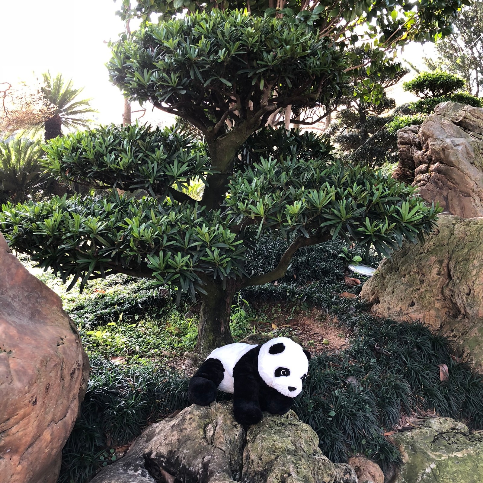 Un panda assis sur une roche dans un jardin avec des arbres (panda géant, science, biologie, animal terrestre, réserve naturelle)