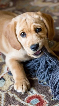 golden retriever, canidae, labrador retriever, broholmer, chien du groenland