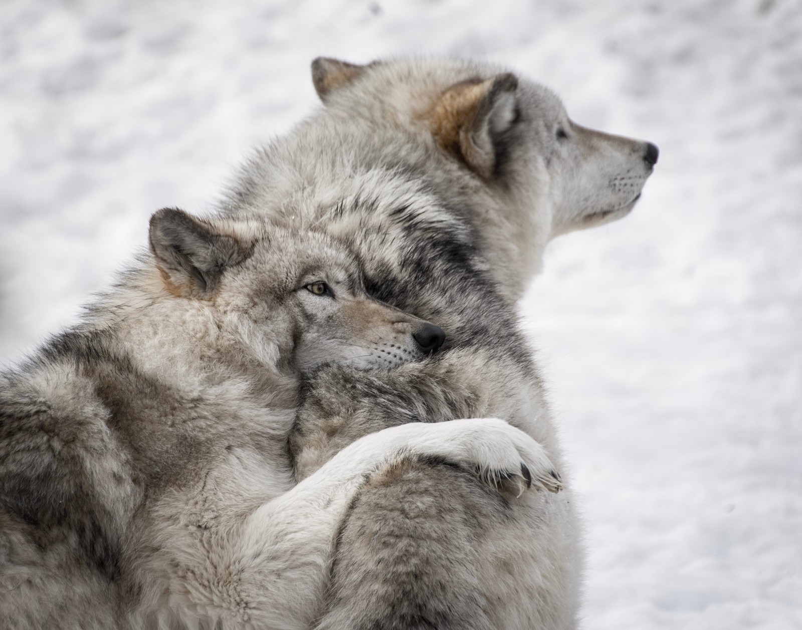 Existem dois lobos que estão de pé juntos na neve (cachorro, lobo negro, canidae, fauna, cão da groenândia)