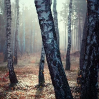 bouleau, arbre, forêt, boisé, coffre