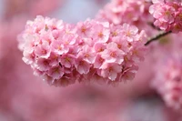 Fleurs de cerisier rose vif en pleine floraison