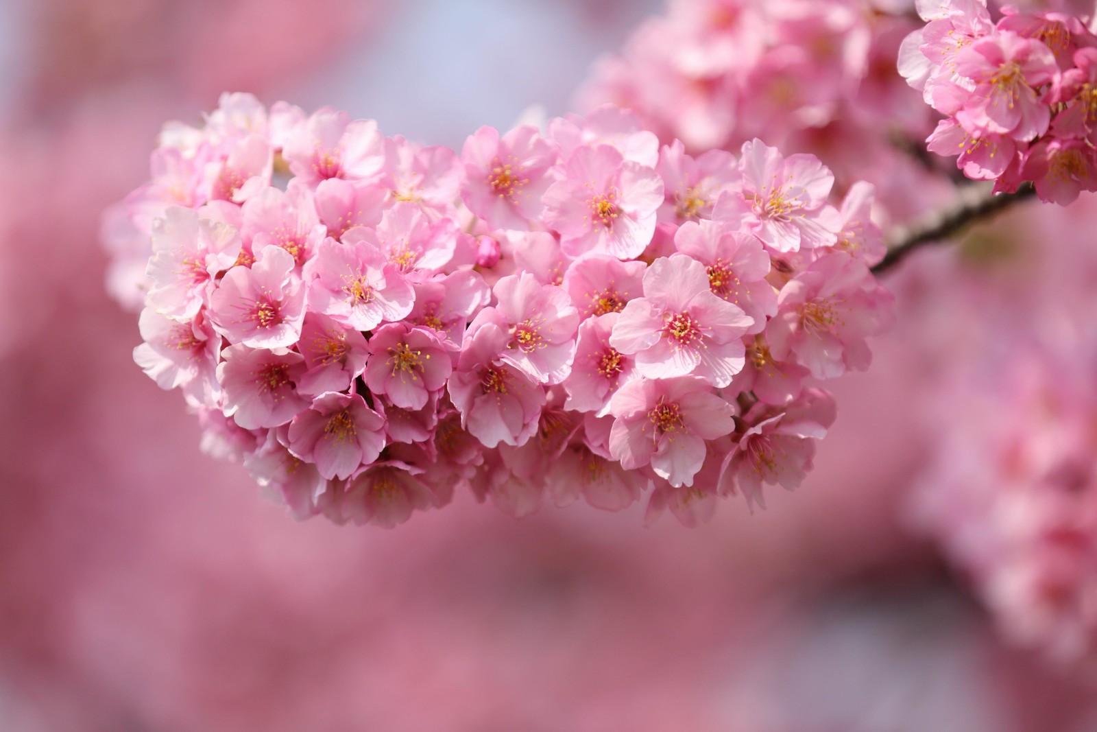 Nahaufnahme einer rosa blume an einem baum (kirschblüte, blüte, blume, rosa, pflanze)