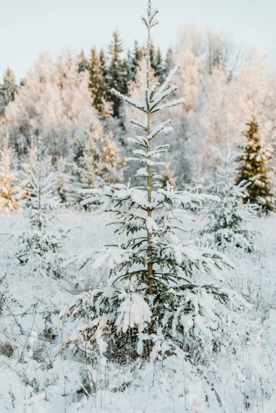 Des sapins baumier couverts de givre dans un paysage hivernal serein.