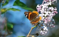 néctar, borboleta monarca, inseto, borboleta, mariposas e borboletas