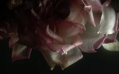 Delicate Pink Rose Petals in Soft Light