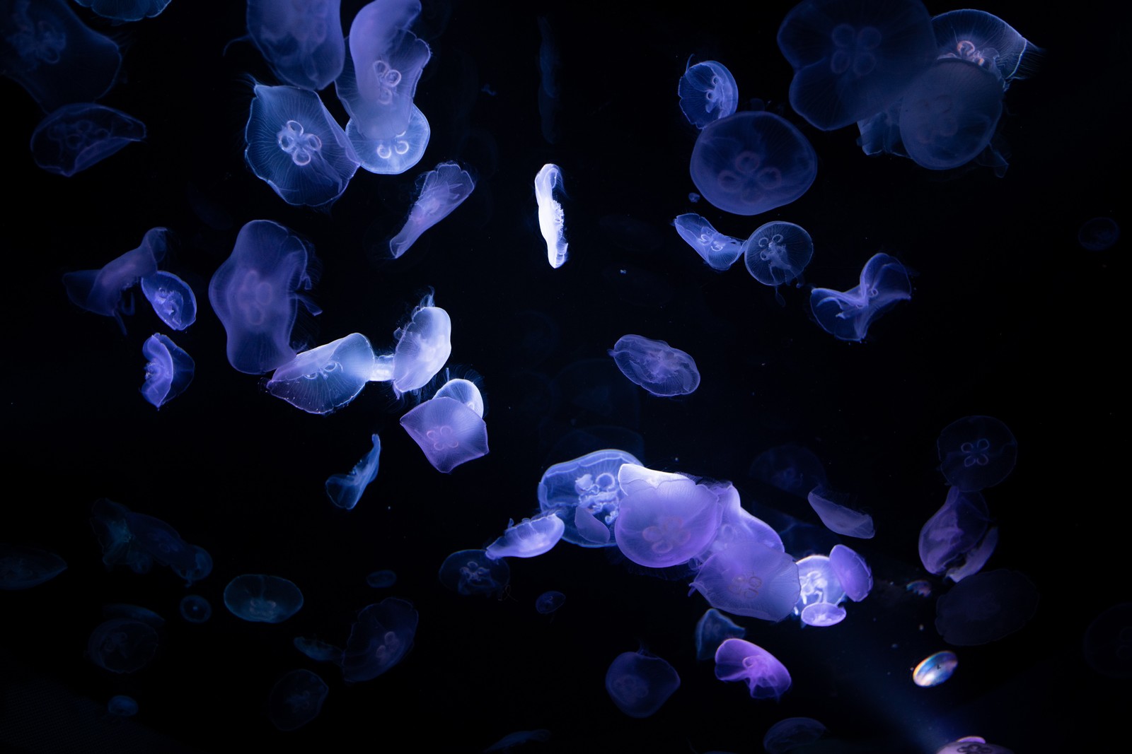 Imagen ártica de medusas flotando en una habitación oscura (medusas, 8k, subacuático, deep ocean, oscuro)