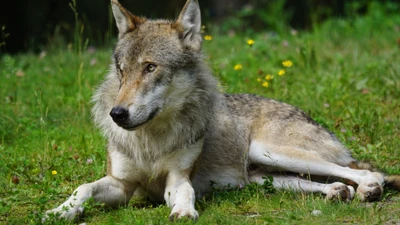 Coyote descansando en un hábitat natural