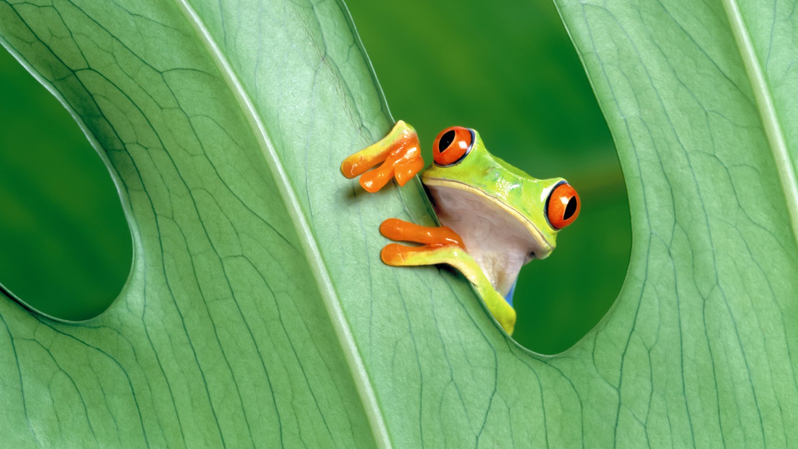 Lade amphibie, rotaugenbaumfrosch, baumfrosch, pflanze, blatt Hintergrund herunter