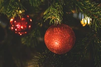 Glittering red ornaments hanging on a festive evergreen Christmas tree.