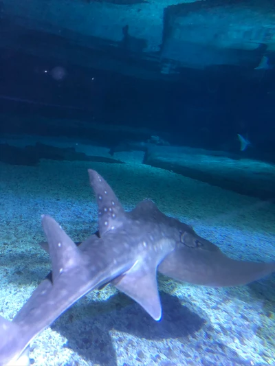 água, corpo de água, natureza, subaquático, estrela do mar