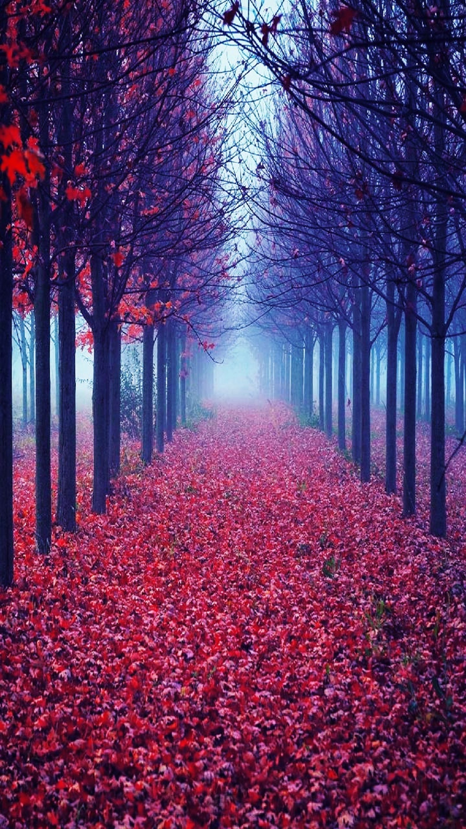 Descargar fondo de pantalla rojo, bosque