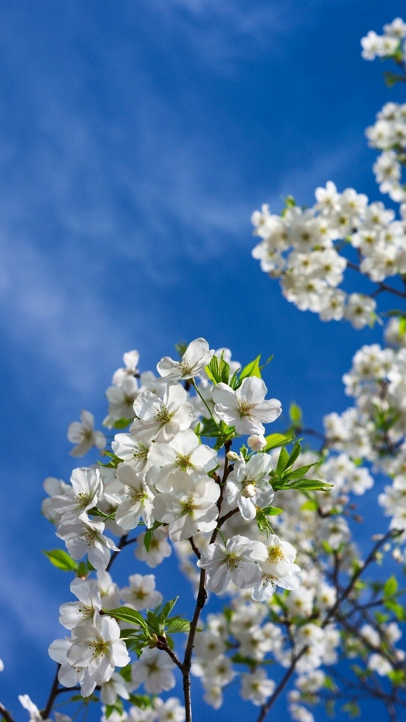 There is a white flowered tree with a blue sky in the background (1080p, bloom, blossom, cherry, macro)