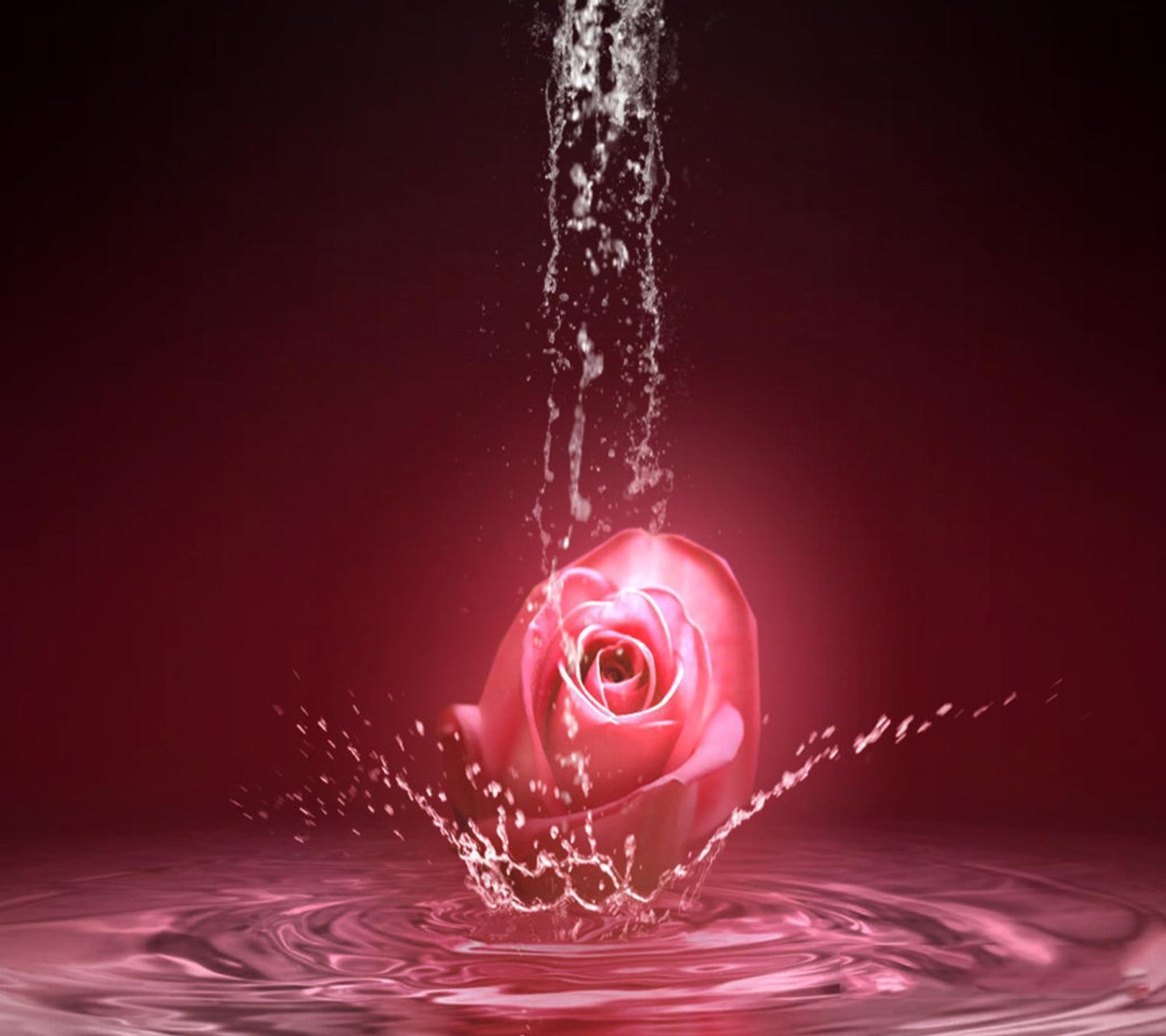 A close up of a rose in water with a splash of water (pink rose, wallpaper)