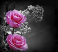 hermoso, l rosas, l roses