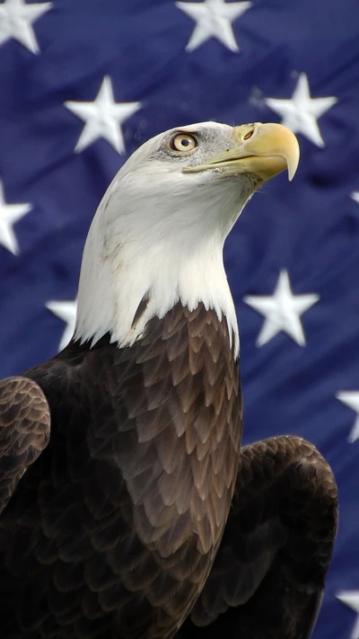 america, bird, eagle, flag, united states