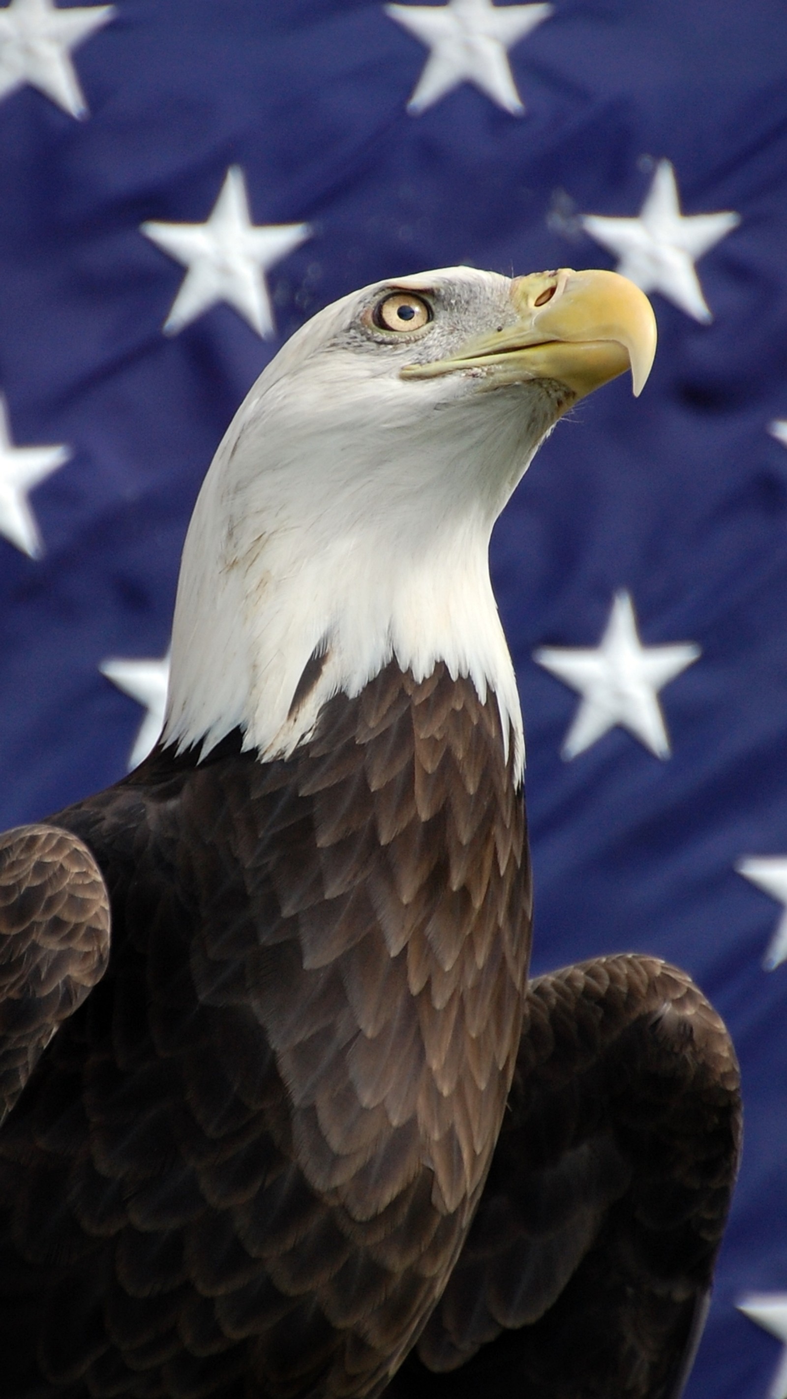 Un aigle royal assis devant un drapeau américain avec des étoiles (amérique, oiseau, aigle, drapeau, états unis)