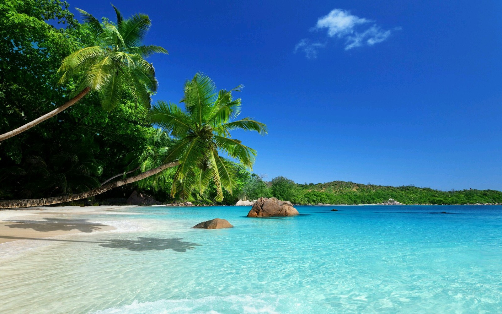 Praia com palmeiras e água clara no meio (natureza, praia, mar, palmeiras)