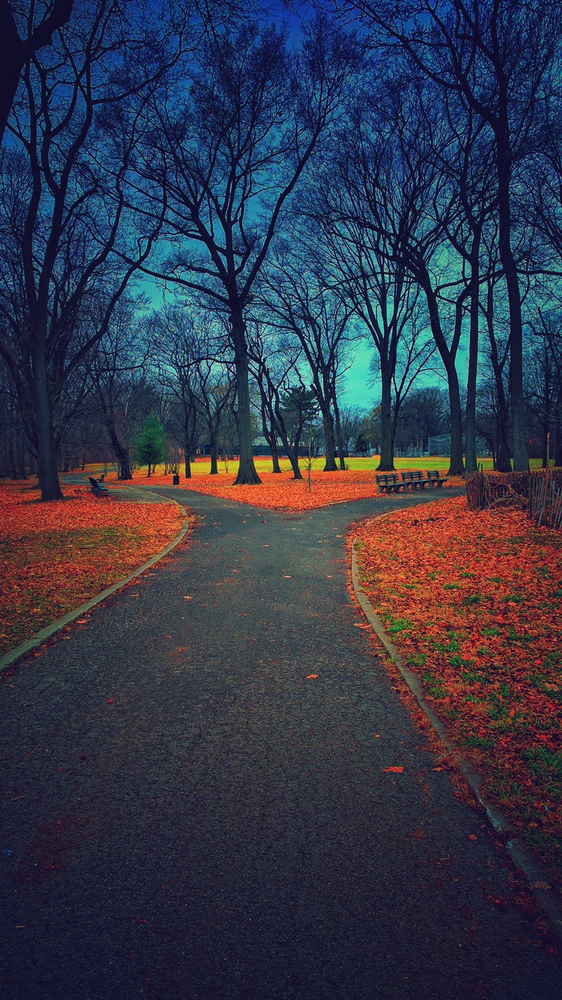 Тропа, ведущая в парк с деревьями и листьями (осень, цвета, трава, листья, природа)