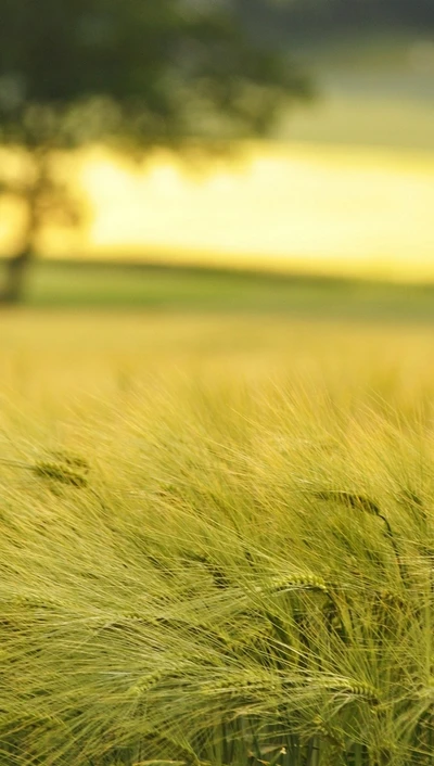 field, nature