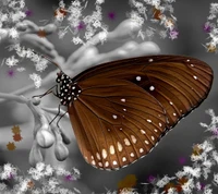 brown, butterfly, color, nature wallpaper