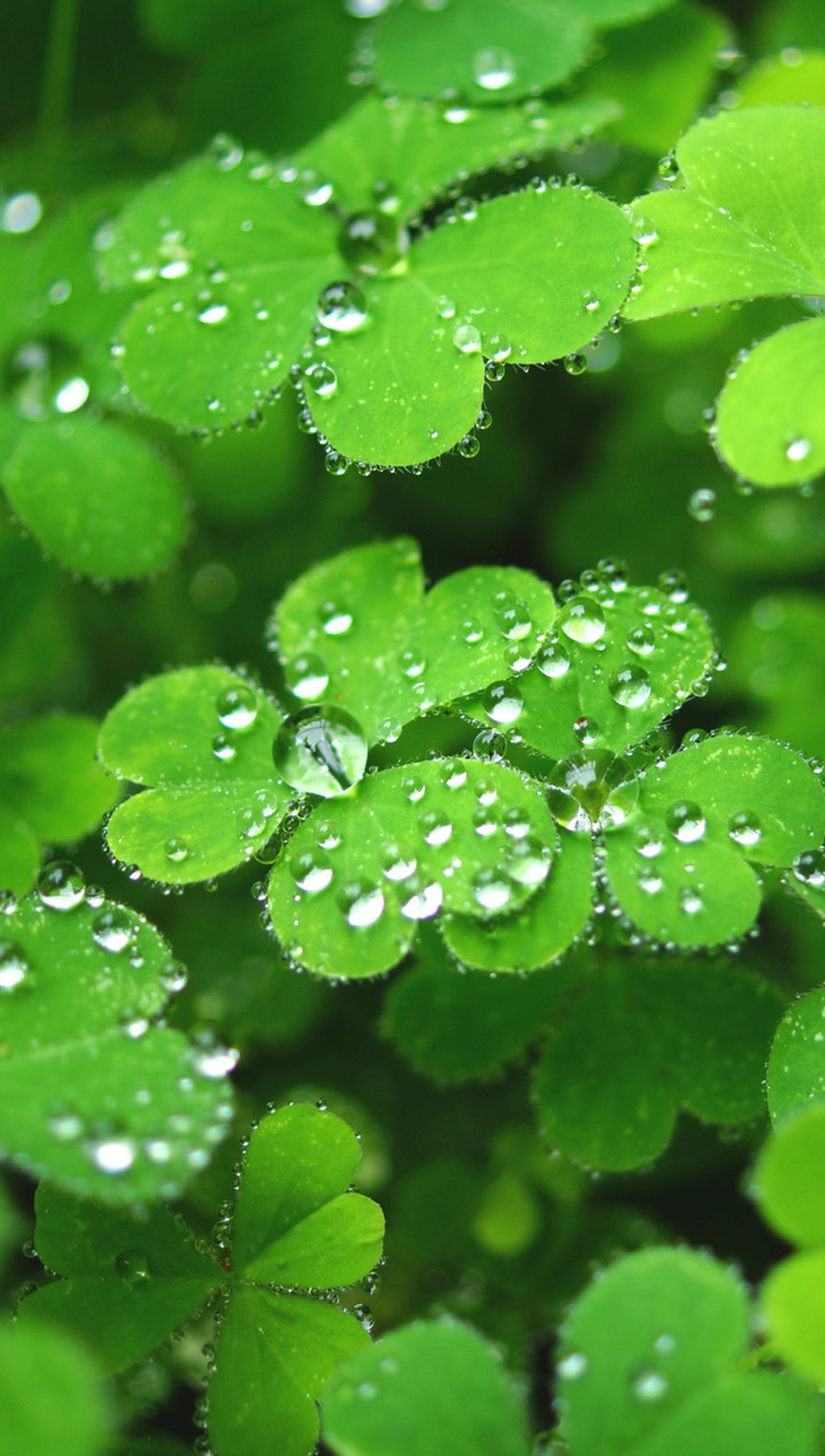 Gros plan d'un groupe de feuilles vertes avec des gouttes d'eau (trèfle, génial, vert)