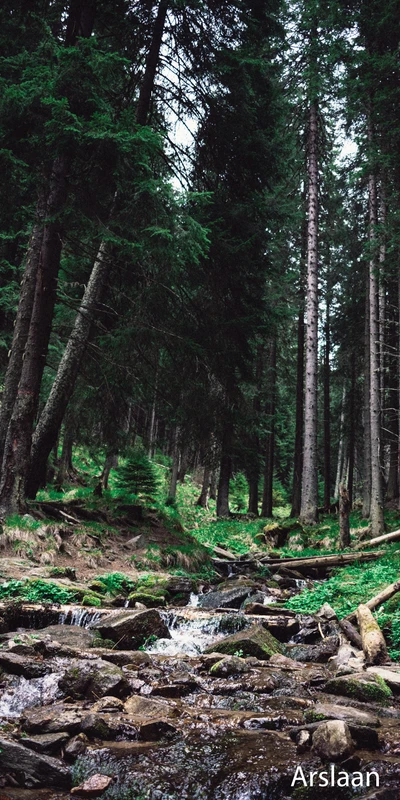 wald, baum, blatt, abenteuer, schön