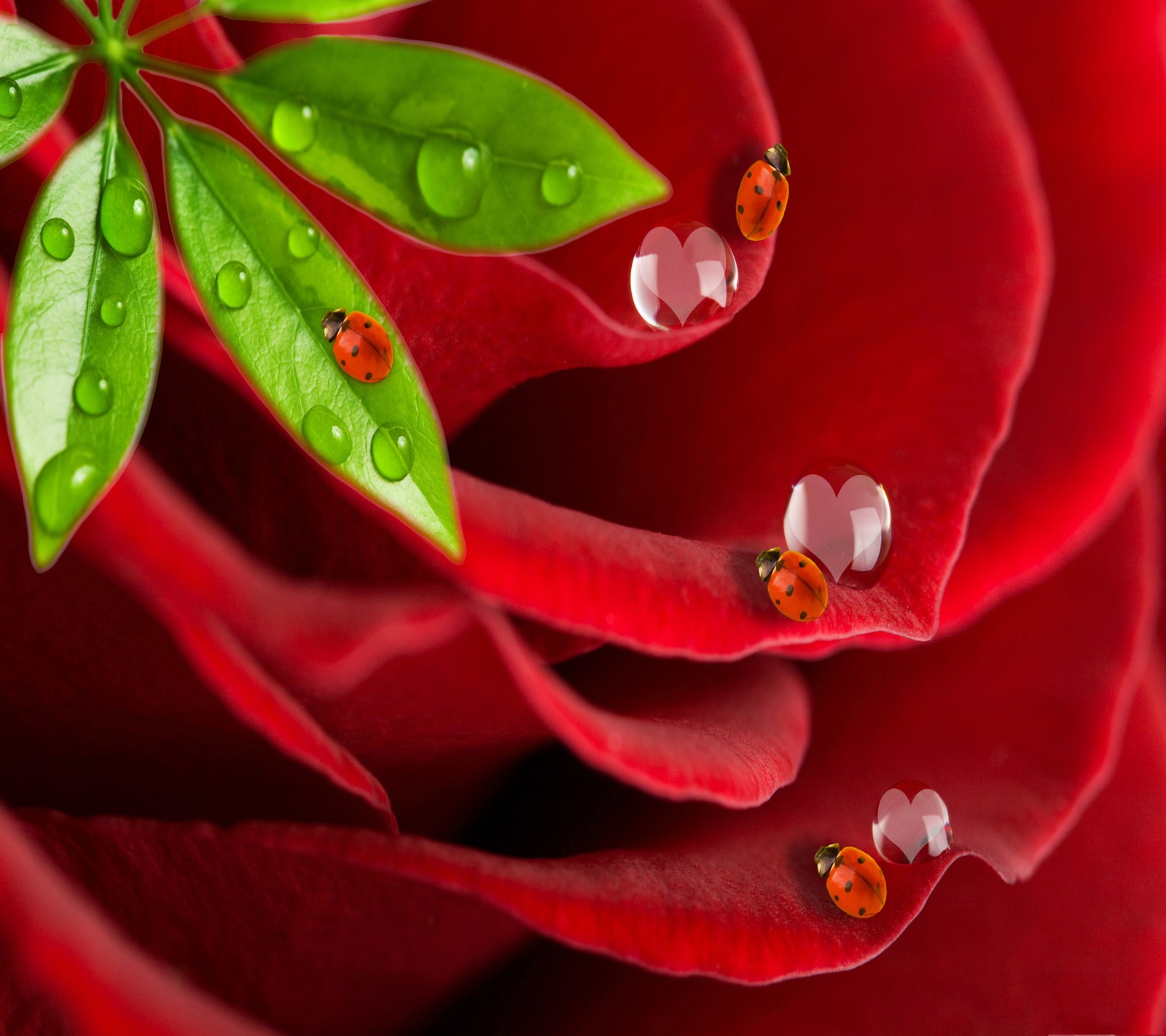 Nahaufnahme einer roten rose mit marienkäfern darauf (rot, rose)