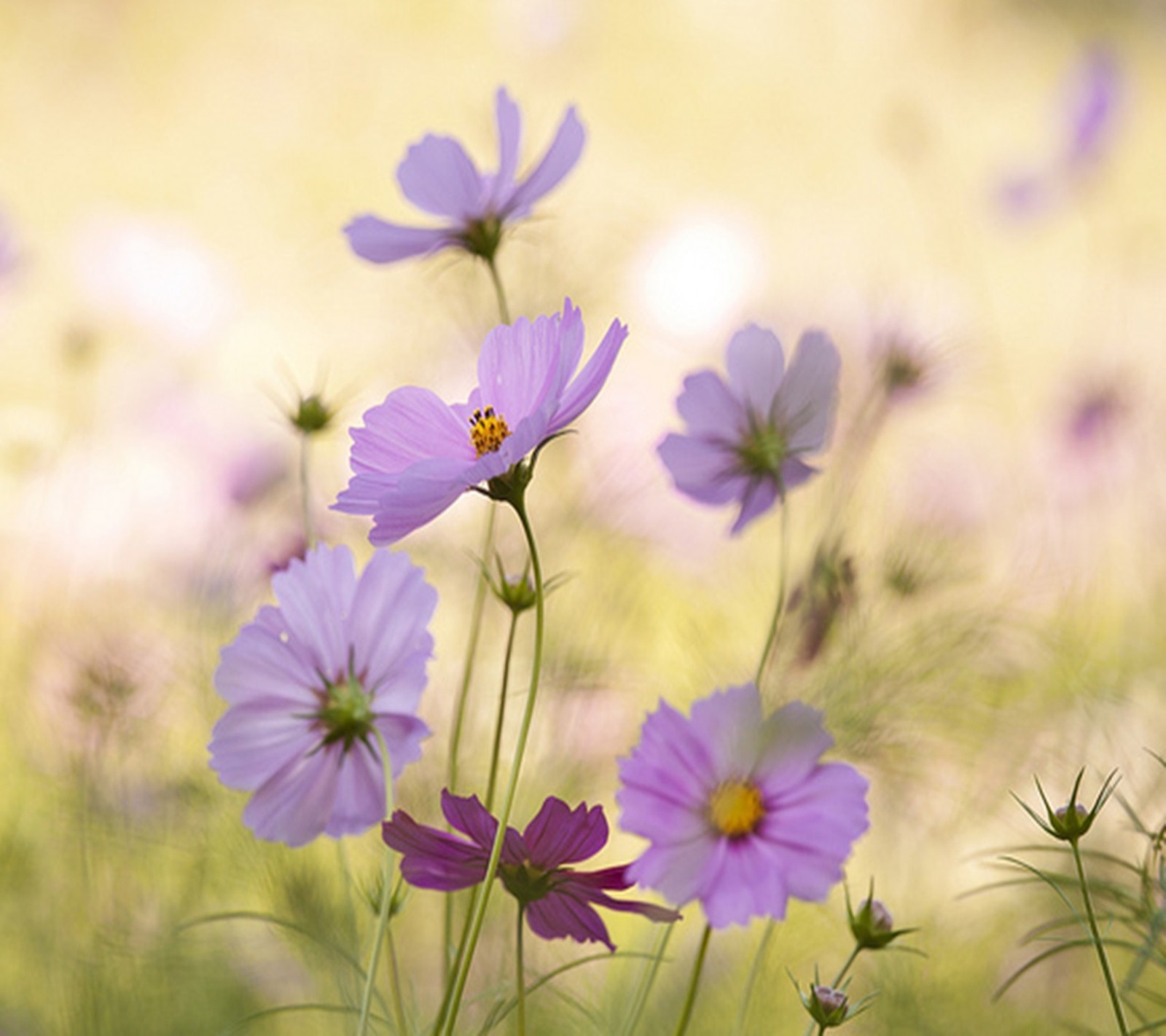 Lade blumen, frühling Hintergrund herunter