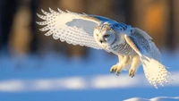 Snowy owl in flight over a snowy landscape.