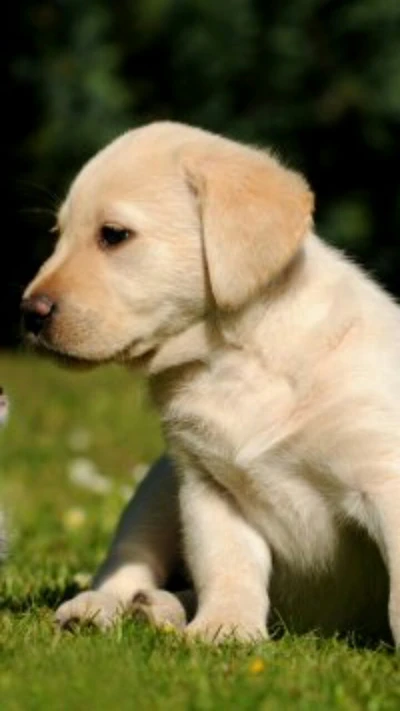 Adorável filhote de labrador dourado sentado na grama.