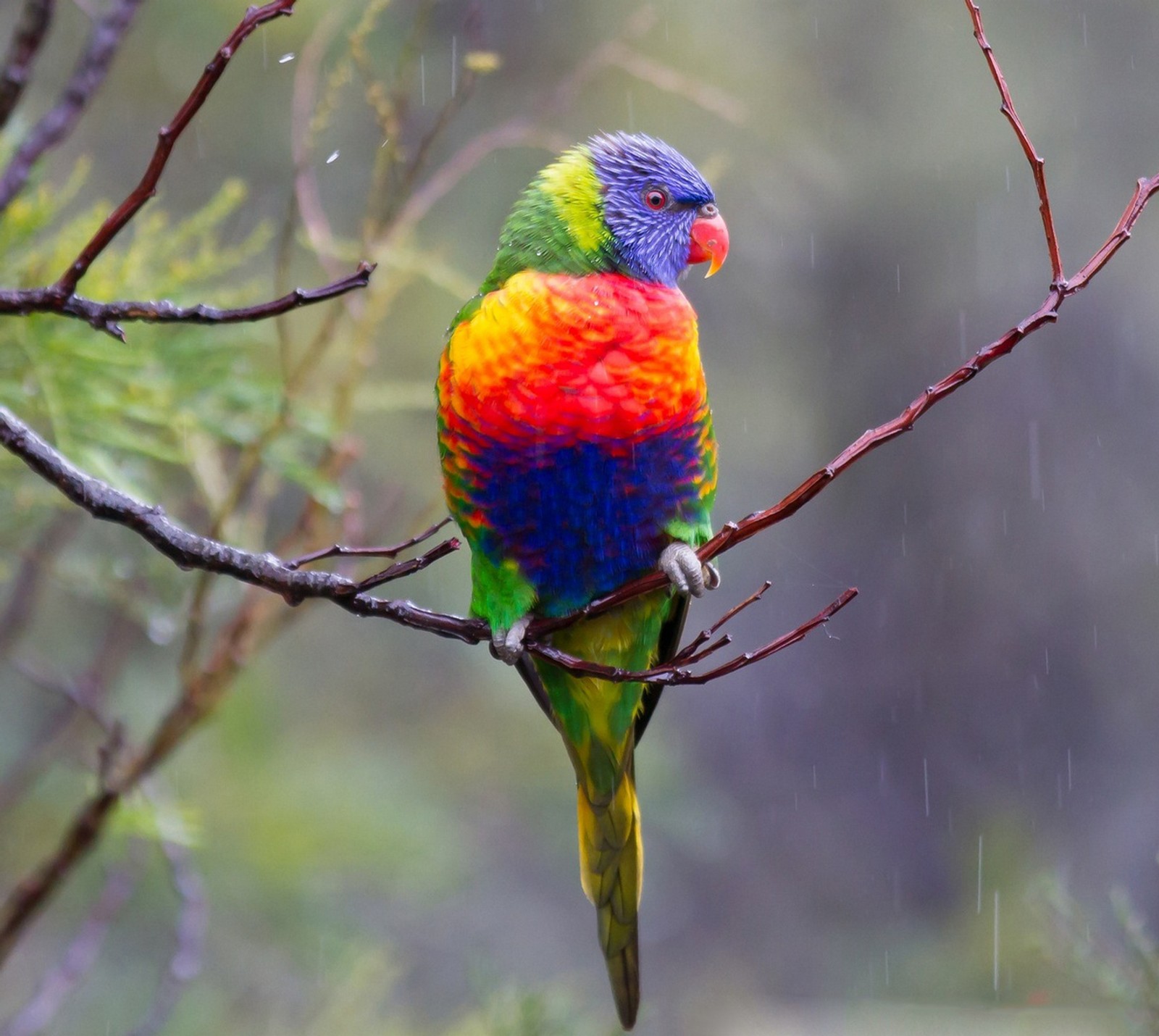 Pájaro de colores brillantes posado en una rama bajo la lluvia (abej, beograd, loro)