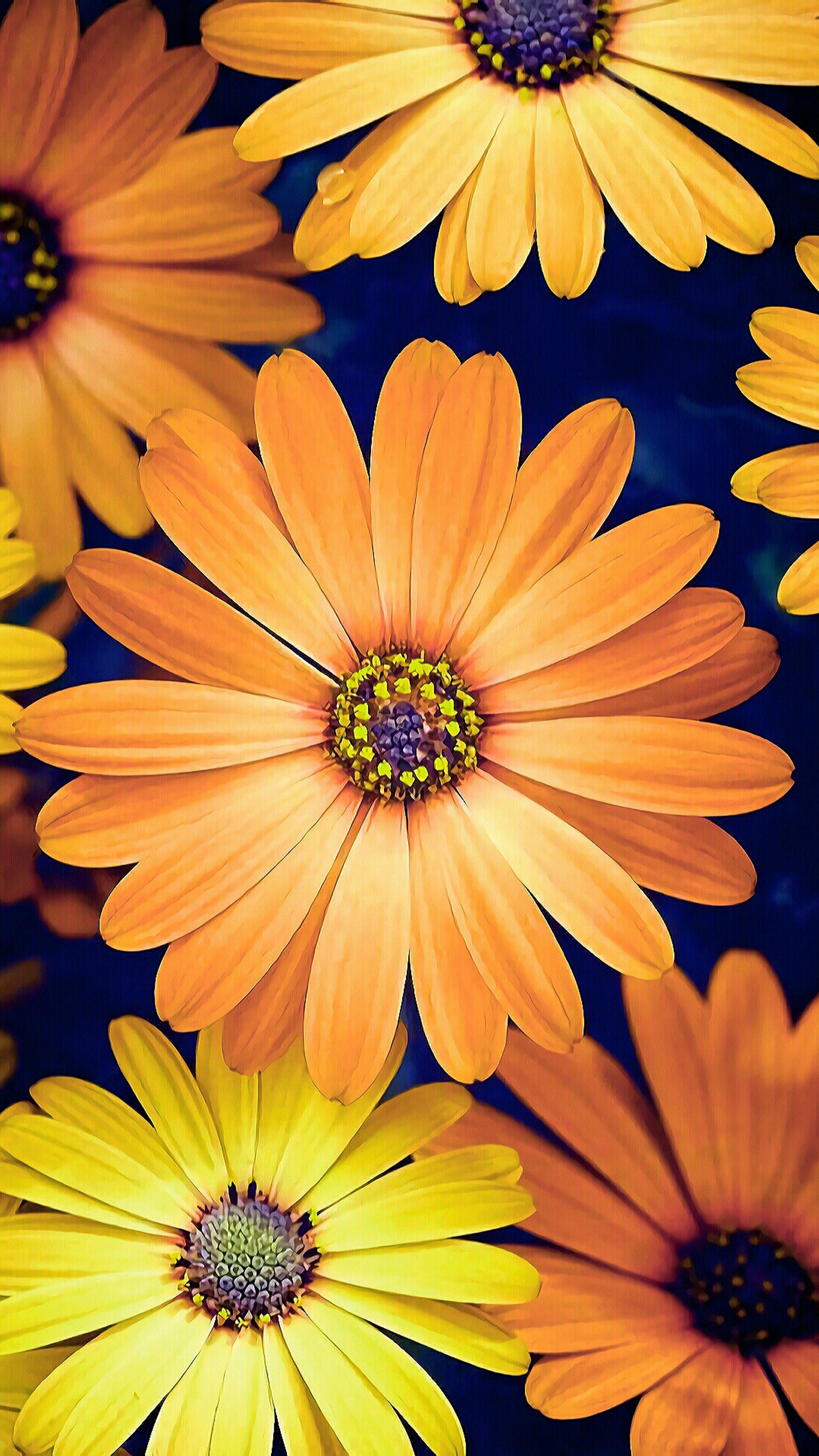 There are many yellow flowers that are in a group together (daisy, flower, nature, orange, yellow)