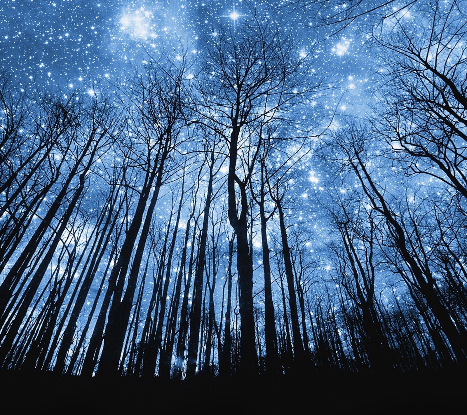 Des arbres sans feuilles et un ciel plein d'étoiles (forêt, nuit, étoiles, arbres)