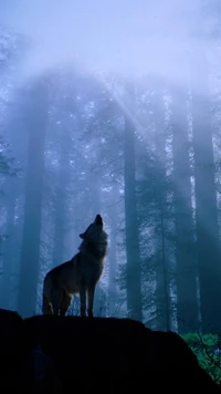 animal, forêt, hd, clair de lune, nature